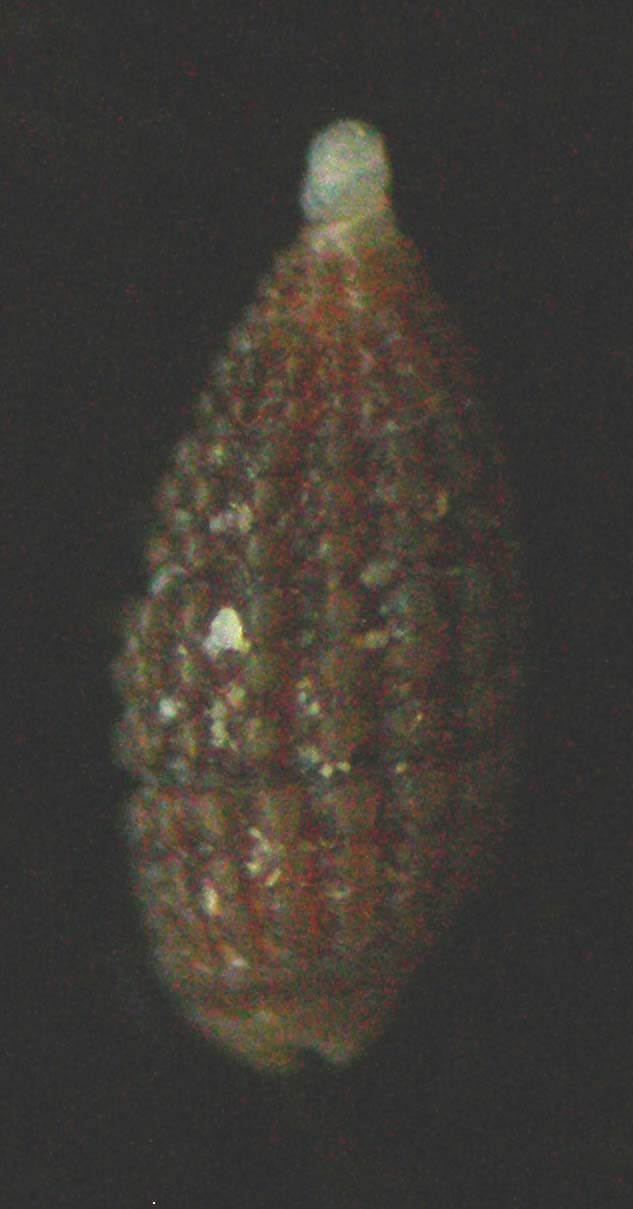 Cerithiopsis ladae